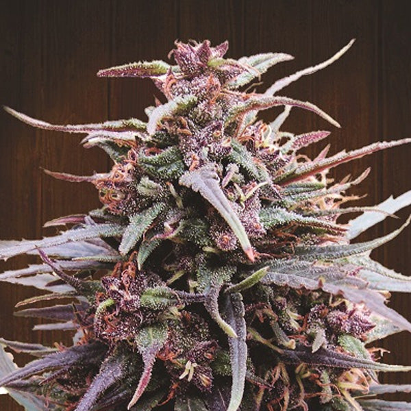 Purple Haze x Malawi 3 u. fem. Ace Seeds
