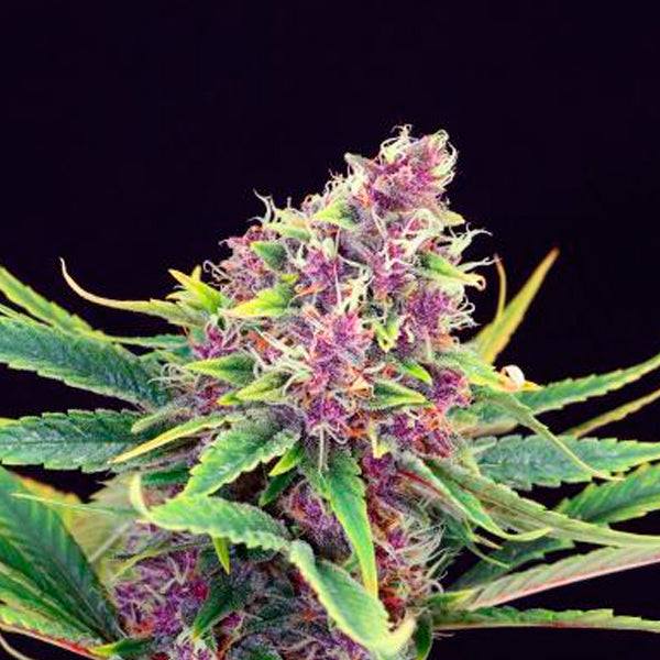 Purple Kush 3 u. fem. Kannabia Seeds