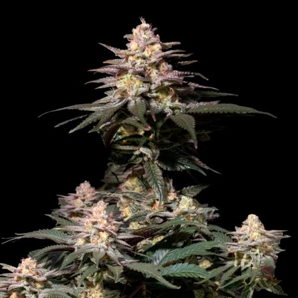 Purple Lemonade Fast Flowering 5 pcs. fem. FastBuds Seeds
