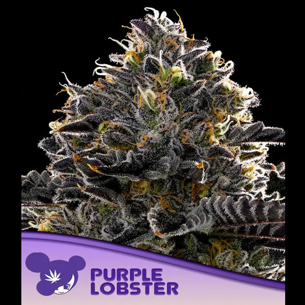 Purple Lobster 5 u. fem Anesia