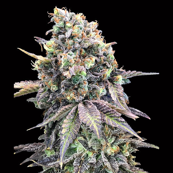 Purple Punch 5 pc. fem. 00 Seeds