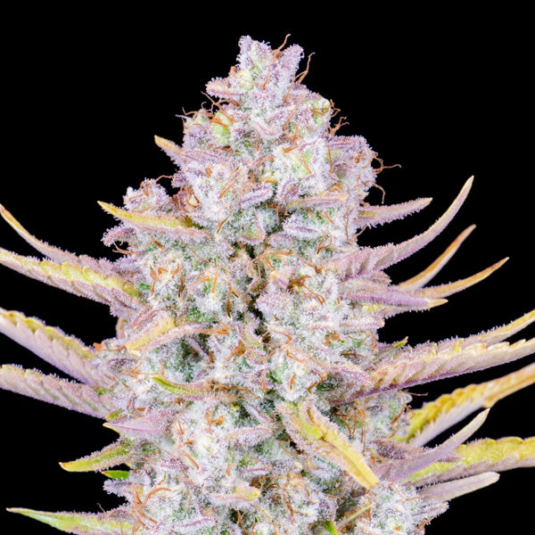 Purple Punch Auto 1 pz. fem. FastBuds Seeds