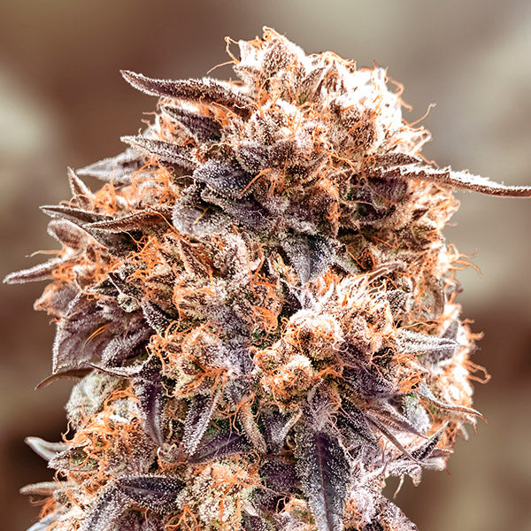 Purple Punch Fast 5 unità High Speed Buds