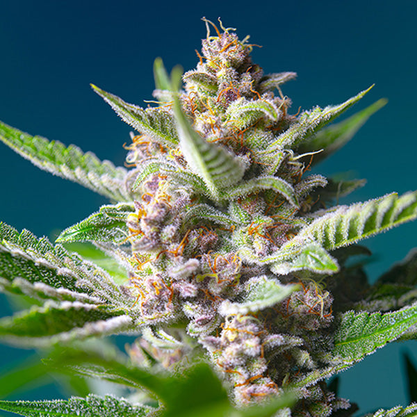 Purple Punch OG 5+2 u. fem. Sweet Seeds