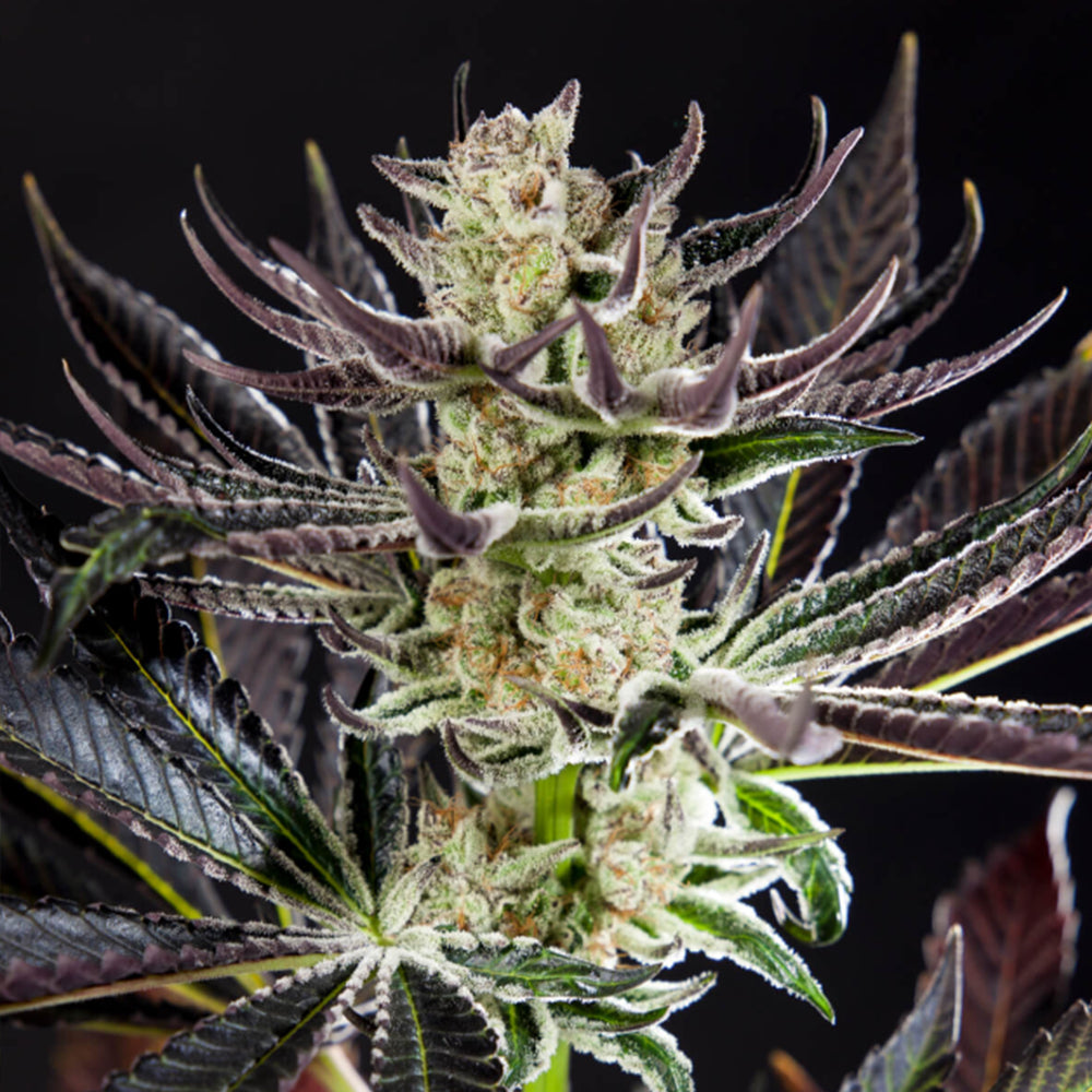 Purple Punch x Do-Si-Dos 3 feminized seeds Philosopher