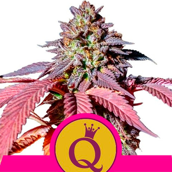 Purple Queen 3 u. fem. Royal Queen