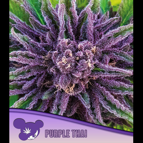Purple Thai 10 u. fem Anesia