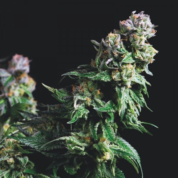 Purple Urkle 3 u. fem. Pyramid Seeds
