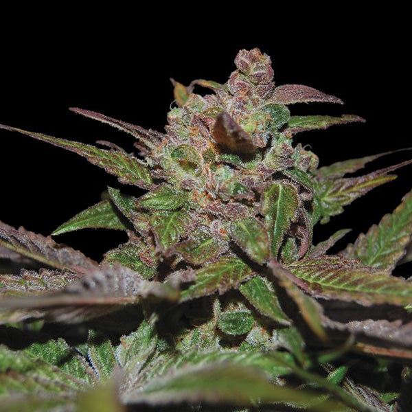 Purple Wreck 5 pz. fem. DNA Genetics
