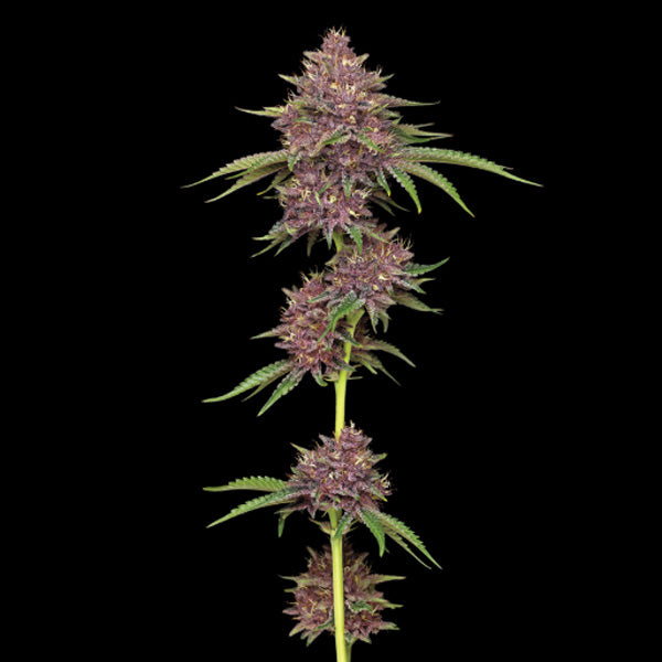 Purpz Feminized 5 u. fem Humboldt Seeds Company