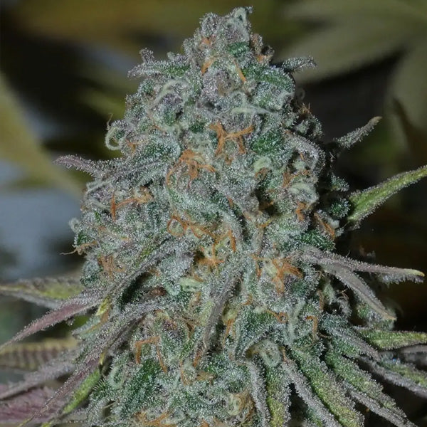 RainBoof 5+2 Bask Triangle Farms