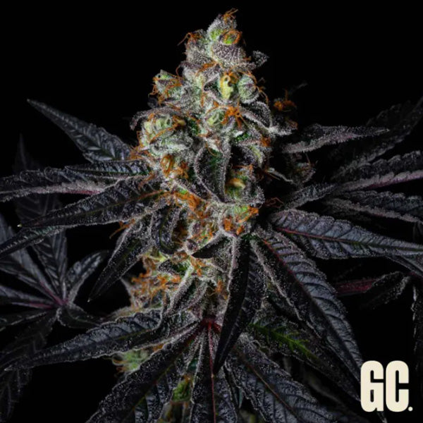 Rainbow Apples 3 fem. Grand Cru Genetics