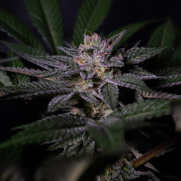 Rainbow Flakes 3 u. fem. Positronics Seeds