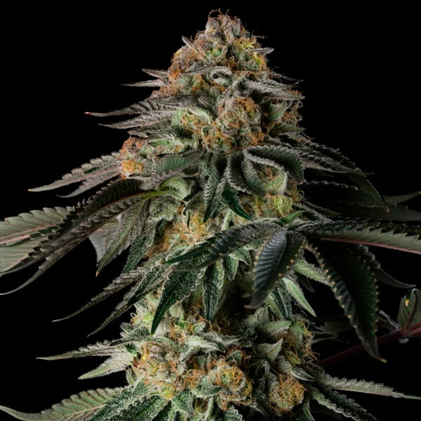 Rainbow Gas 3 ud Silent Seeds