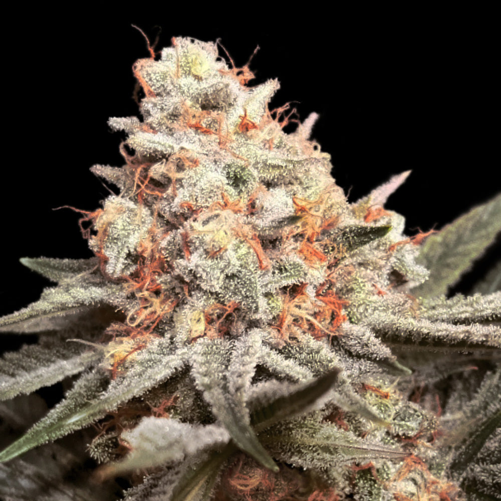 Rainbow Mints 5 u. fem. 00 Seeds