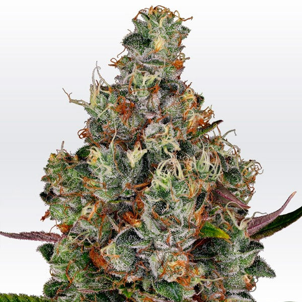 Rainbow Road 3 u. fem. Paradise Seeds