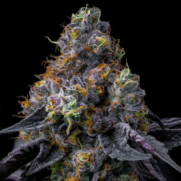 Rainbow Sherbet 5 u. fem. Barney's