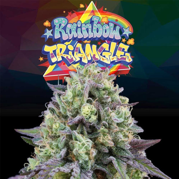 Rainbow Triangle 6 fem units Perfect Tree