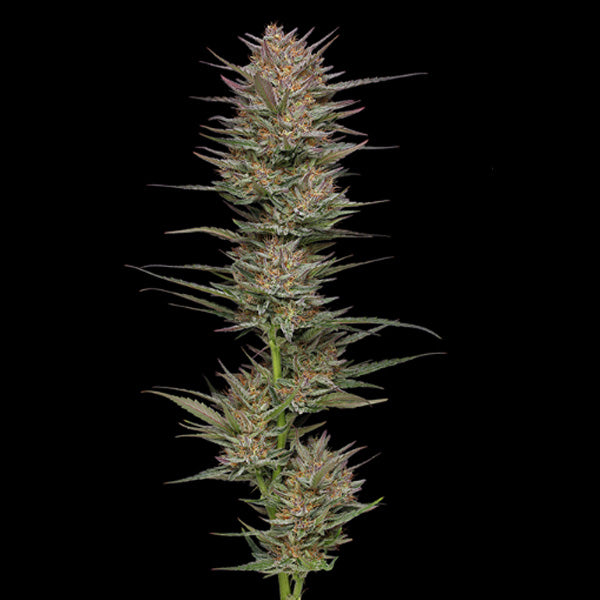 Raspberry Parfait 5 u. fem Humboldt Seeds Company