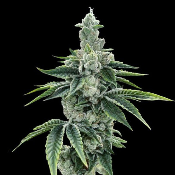 ReCon 2.0 - 10 pc. fem. DNA Genetics