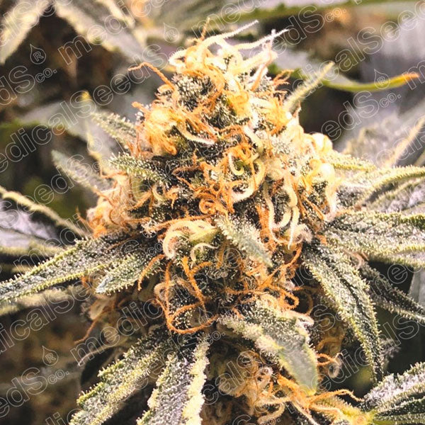 Recovery CBD 5 u. fem. Medical seeds