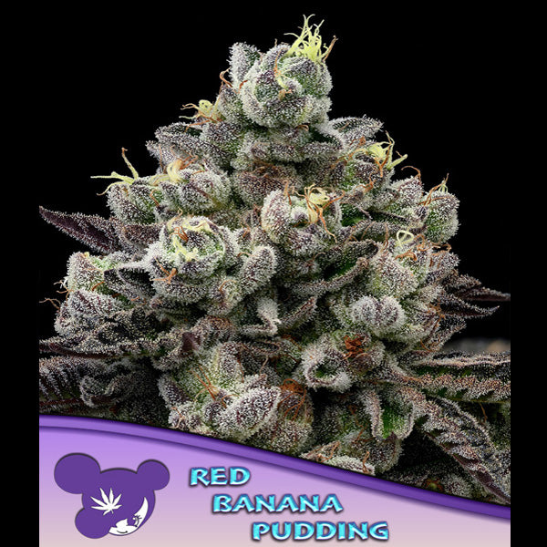Budino di banane rosse 3 u. fem Anesia