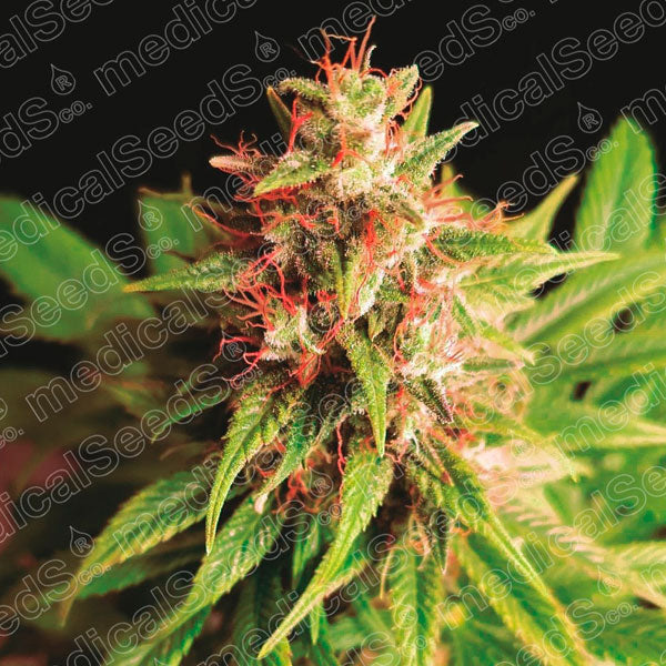 Red Cross CBD 5 u. fem. Medical seeds
