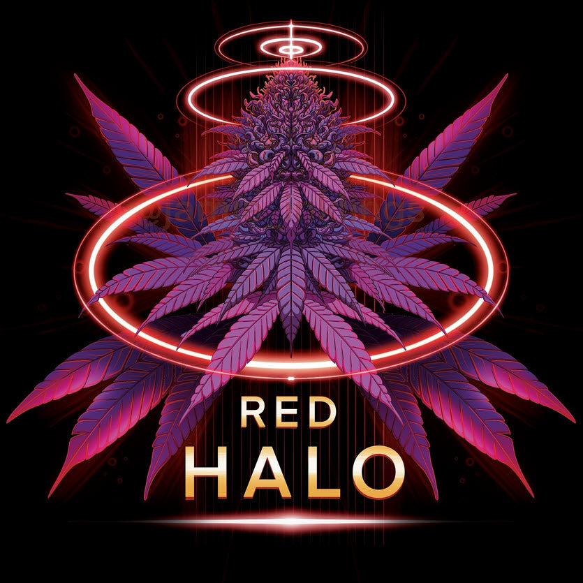 Red Halo 7 u. fem. Conscious Genetics