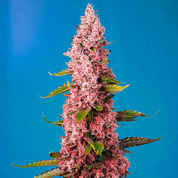 Red Hot Cookies 25 u. fem. Granel Profesionales Sweet Seeds