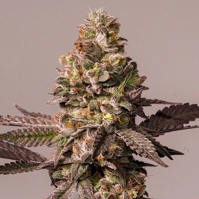 Red Tropicana Cookies 5 u. fem. Dutch Passion Limited Edition