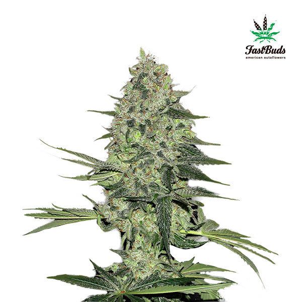 Rhino Ryder Auto 1 u. fem. FastBuds Seeds