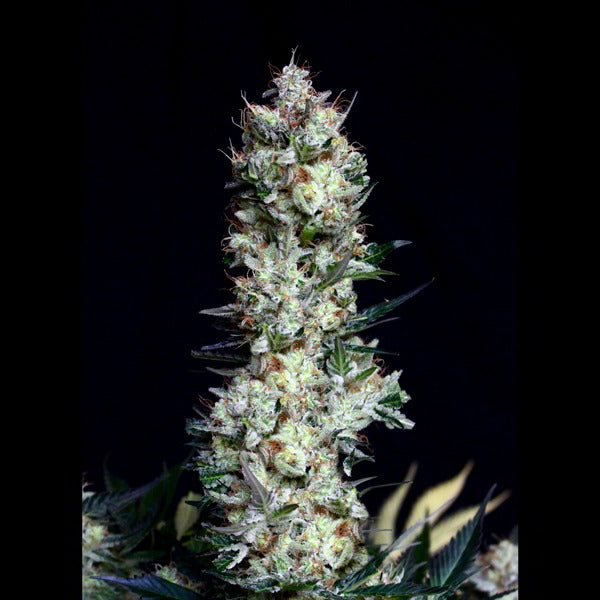 Rittus Haze 1-unit feminized. Absolute Cannabis Seeds