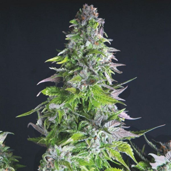 Romulan 5 u. fem. Pyramid Seeds