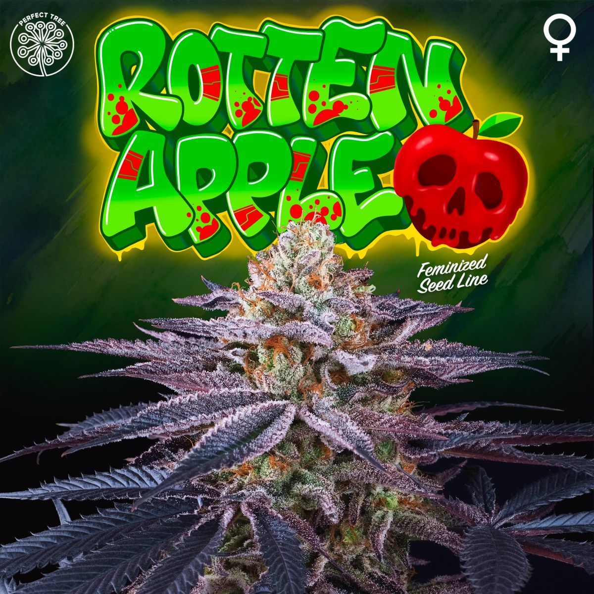 Rotten Apple 6 u. Perfect Tree