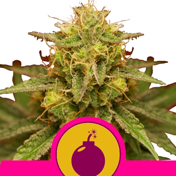 Royal Domina 5 pcs. fem. Royal Queen