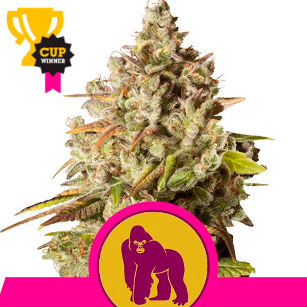 Royal Gorilla 1 pz. femm. Royal Queen