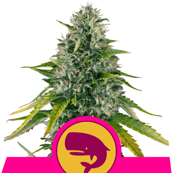 Royal Moby 3 semi fem. Royal Queen