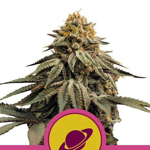 Royal Skywalker 3 u. fem. Royal Queen