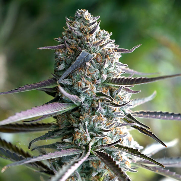 Runtz Fast Flowering 5 ud Humboldt Seed Organization