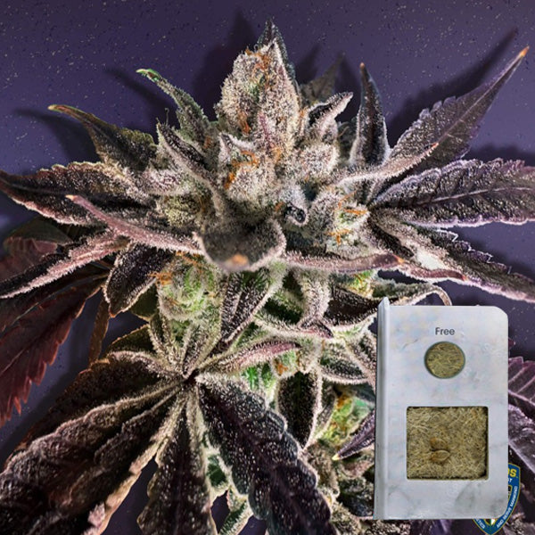 Runtz Mattazz 2 u. fem. 710 Limited Pack T.H. Seeds.