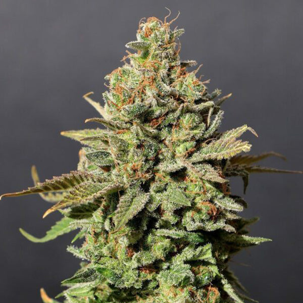 Russian Doll 1 pc. fem. Kannabia Seeds