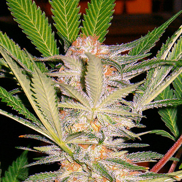 SAD 3+1 u. fem. Sweet Seeds