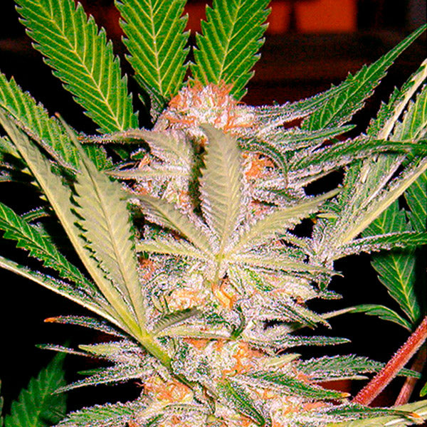 SAD 25 u. fem. Granel Profesionales Sweet Seeds