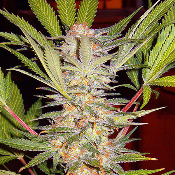 SAD Fast Version 25 u. fem. Granel Profesionales Sweet Seeds
