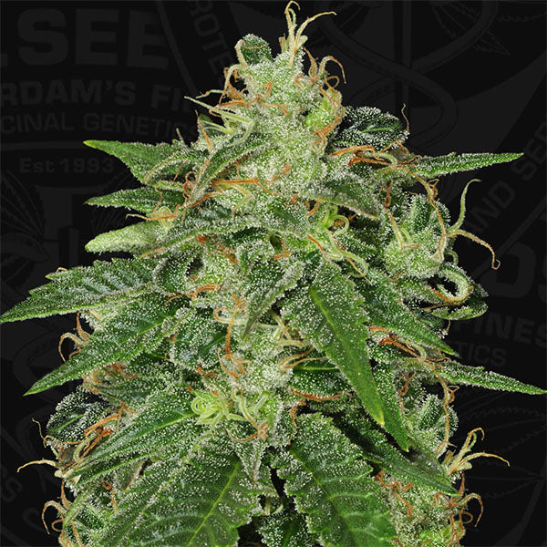 S.A.G.E. 5 u. fem. T.H. Seeds