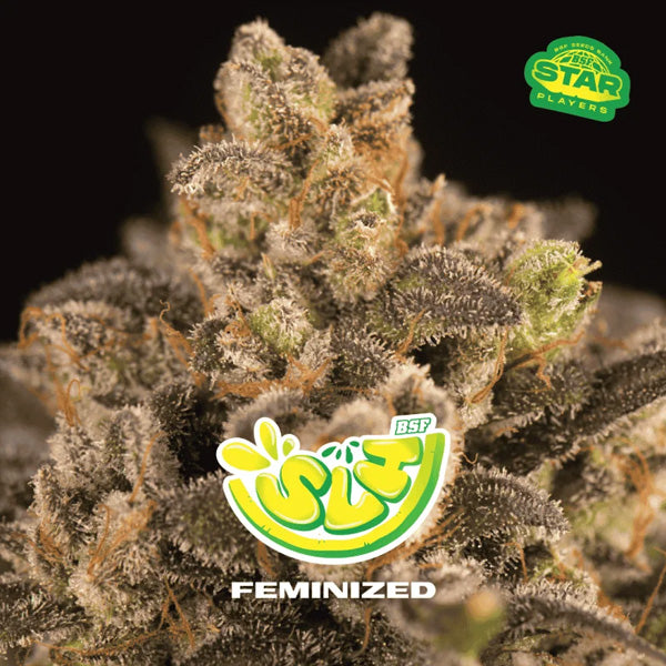 SLH - Super Lemon Haze 4 u. fem BSF Seeds