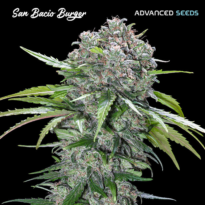 San Bacio Burger 25 u. fem. Advanced Seeds