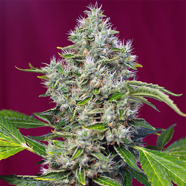 San Fernando Lemon Kush 5+2 u. fem. Sweet Seeds