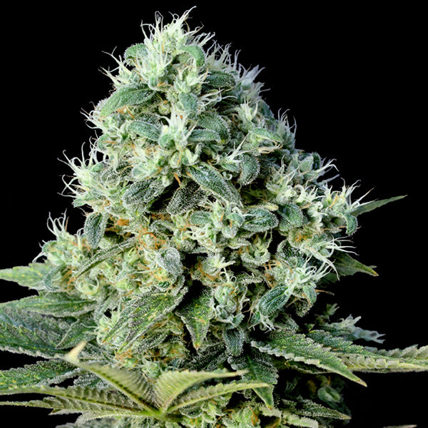 Santa Bilbo 5 ud. fem. Genehtik Seeds