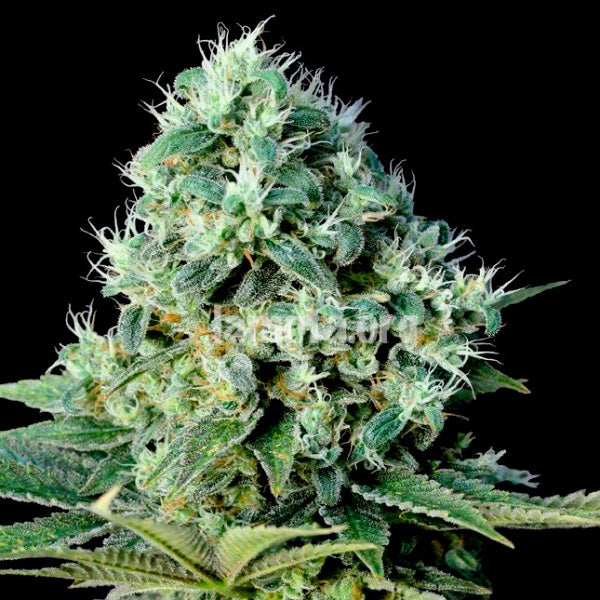 Santa Bilbo 25 pcs. fem. Genehtik Seeds